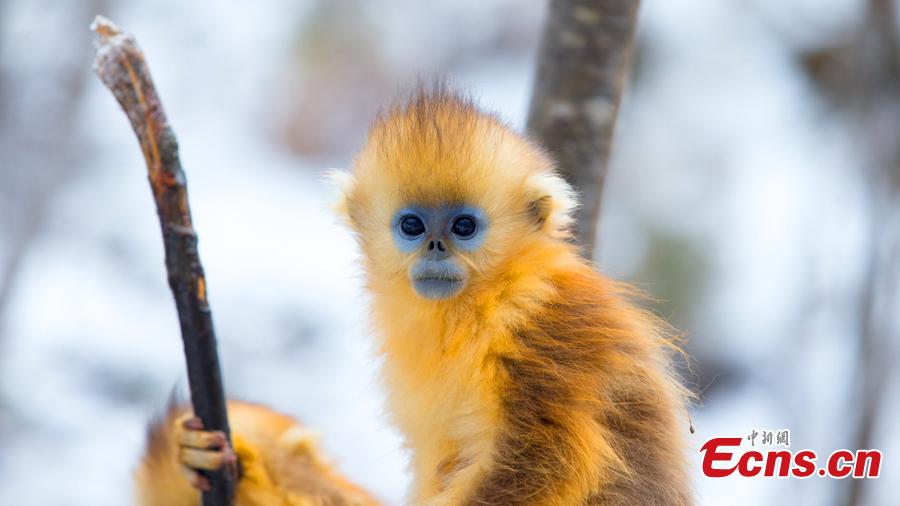 Population of golden snub-nosed monkey in Shennongjia National Park increases