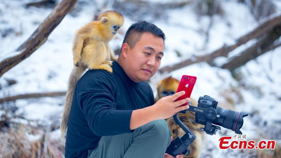 Population of golden snub-nosed monkey in Shennongjia National Park increases