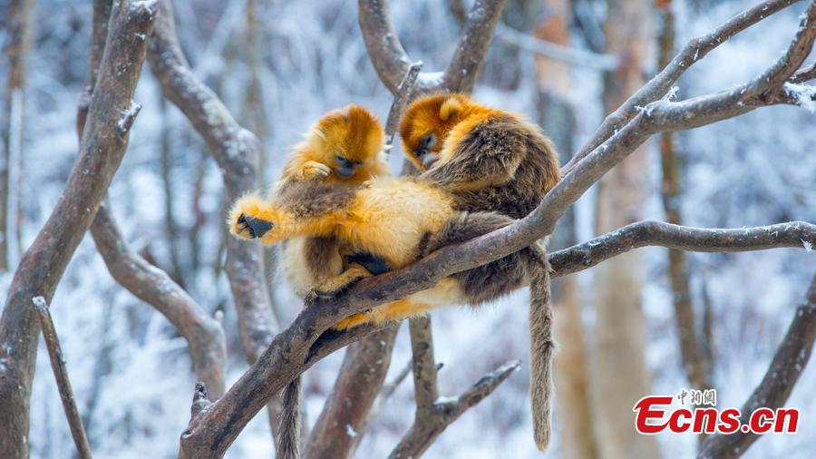 Population of golden snub-nosed monkey in Shennongjia National Park increases