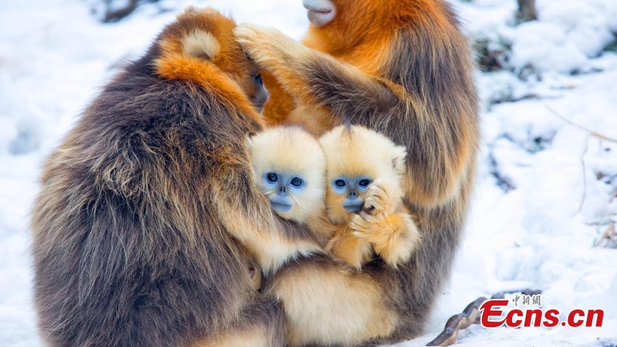 Population of golden snub-nosed monkey in Shennongjia National Park increases