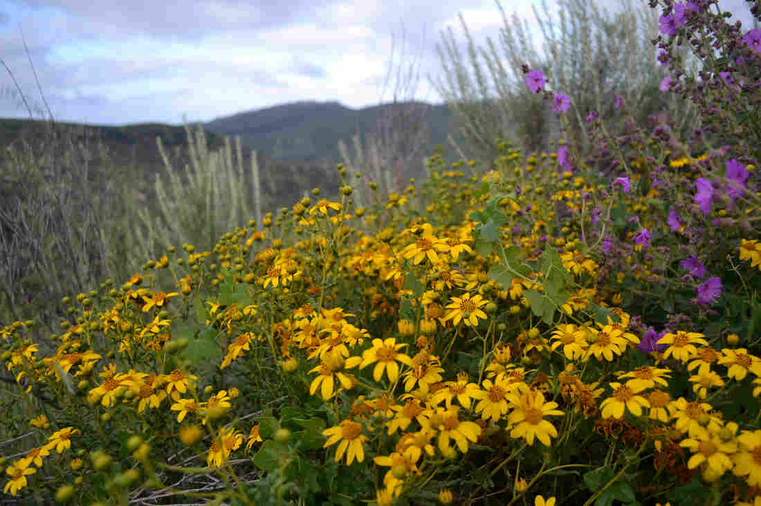 Distant Cousins Of Food Crops Deserve Respect And Protection 