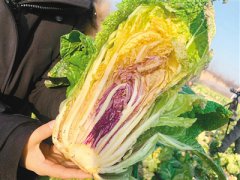 Chinese scientists develop world’s first colorful cabbage