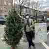 Turning Christmas Tree Needles Into Edible Treats 