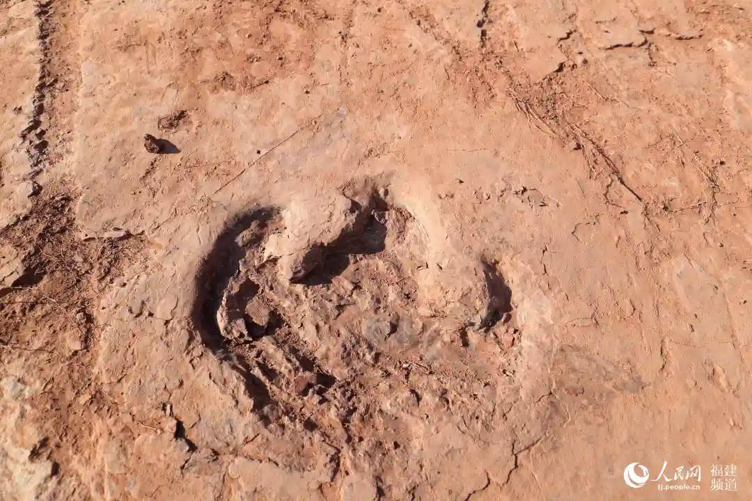 Late Cretaceous dinosaur footprints found in southeast China