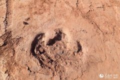Late Cretaceous dinosaur footprints found in southeast China's Fujian