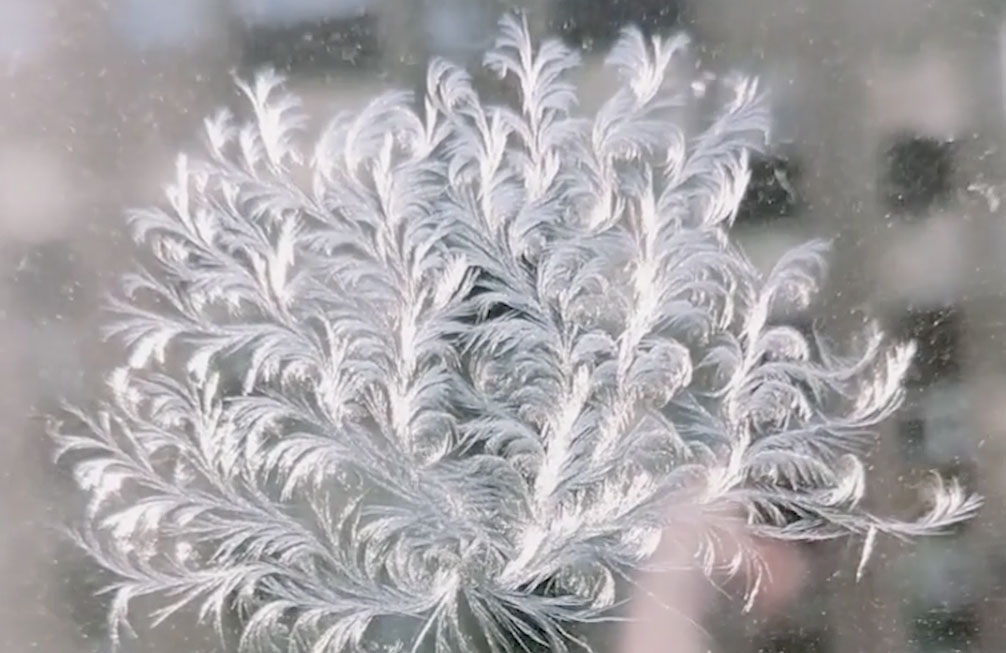 Wonderful work of nature in winter: ice flowers in northeast China