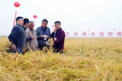 Chinese team to turn 6.7 mln hectares of saline-alkali land into paddies