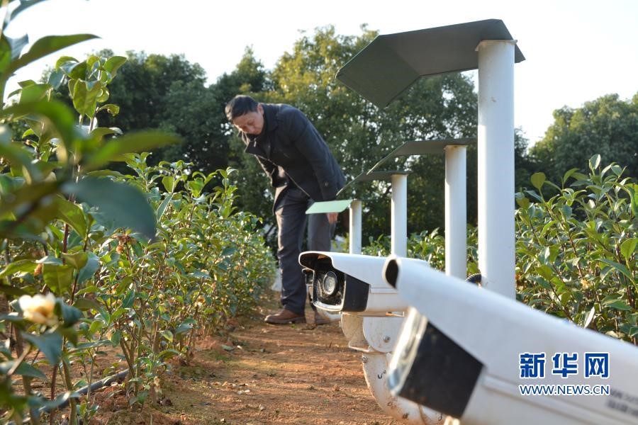 Embracing technology: How Internet transforms rural economy in China