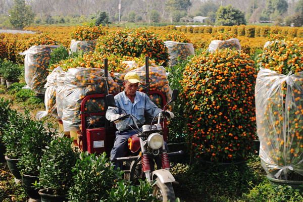  Going organic helps fruit business blossom