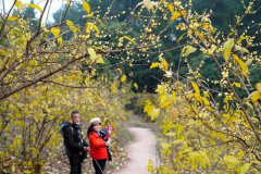 Villagers smell sweet success in wintersweet plants