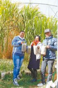China's Juncao technology alleviates poverty in Africa