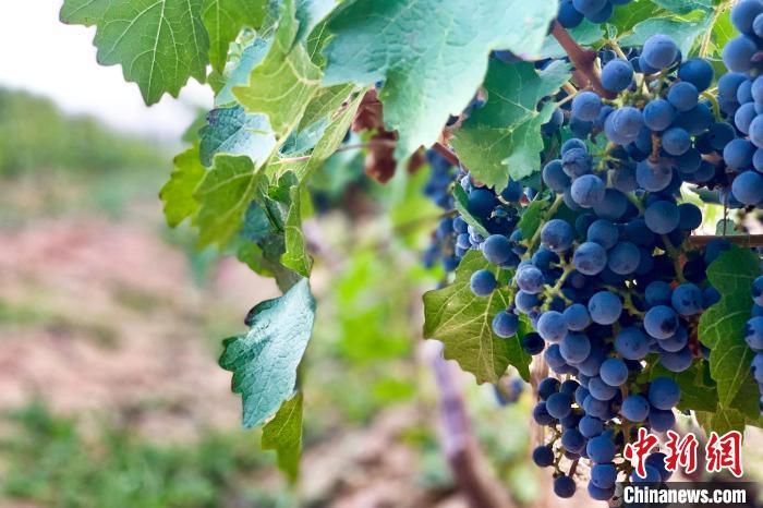 Wine of NW China