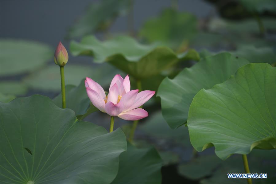 Chinese researchers share lotus gene database