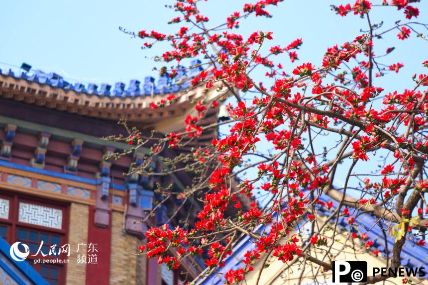 Red Kapok flowers in full bloom in S China’s Guangzhou City