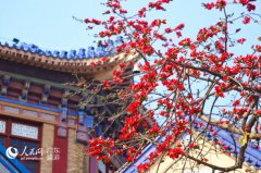 Red Kapok flowers in full bloom in S China’s Guangzhou City