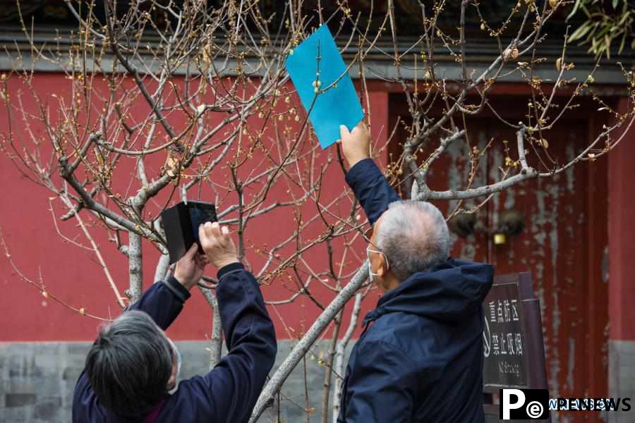 Wintersweet blossoms at Wofo Temple in Beijing