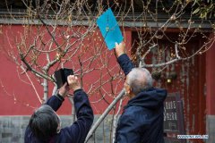 Wintersweet blossoms at Wofo Temple in Beijing