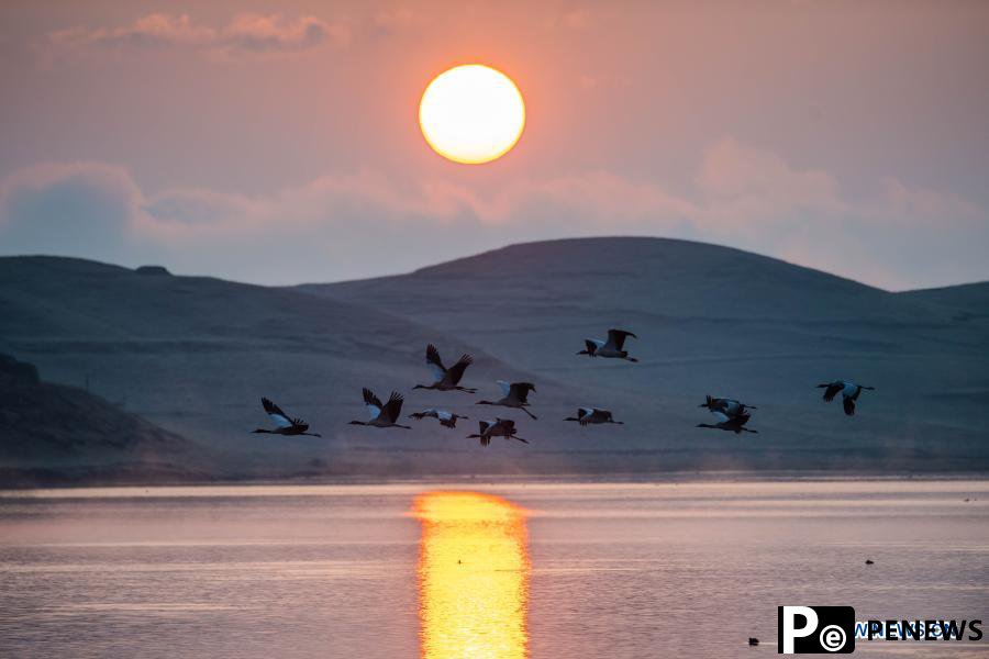 Measures taken to protect habitat of black-necked cranes in Zhaotong, Yunnan