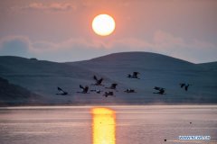 Measures taken to protect habitat of black-necked cranes in Zhaotong, Yunnan