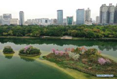 In pics: blooming flowers on small islands in middle of Nanhu Lake in Nanning