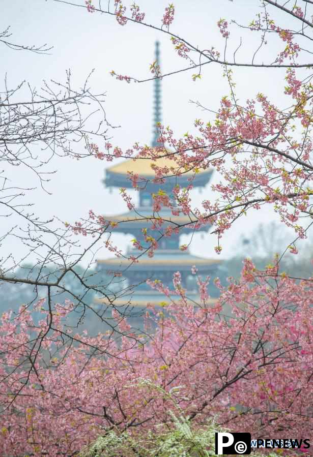 Cheery blossom park in Wuhan opens to public