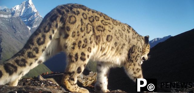 Chinese researchers conduct satellite tracking of wild snow leopards