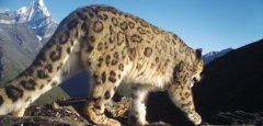 Chinese researchers conduct satellite tracking of wild snow leopards
