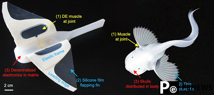 Milestone achievement in soft robotics of Chinese research team published on Nature as cover story