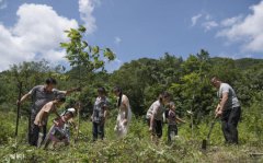  Report: China plants 6.77m hectares of forests in 2020