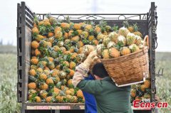 Guangdong enters pineapple harvest season