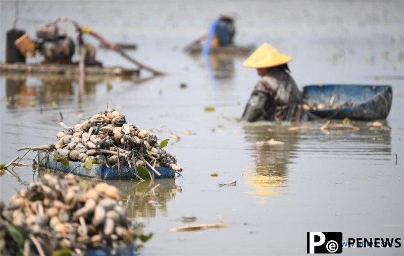 Farmers harvest lotus roots in Taishan, Guangdong