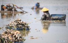 Farmers harvest lotus roots in Taishan, Guangdong