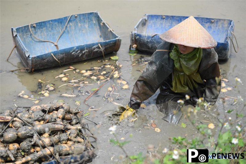 Farmers harvest lotus roots in Taishan, Guangdong