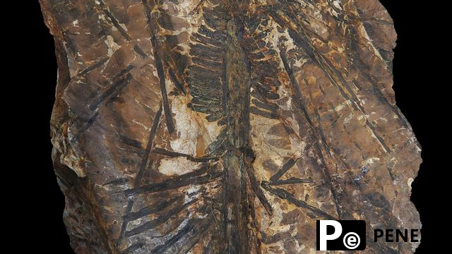 Scientists discover 300-million-year-old tree fossils in north China