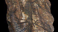 Scientists discover 300-million-year-old tree fossils in north China