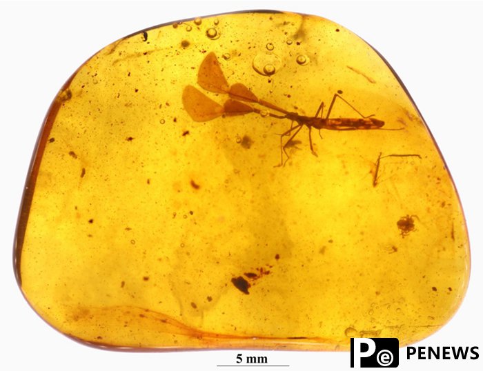 Chinese scientists discover extinct bug preserved in amber from 99 million years ago