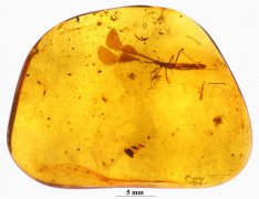 Chinese scientists discover extinct bug preserved in amber from 99 million years ago