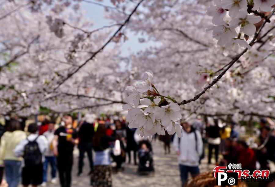 Cherry blossoms in E China