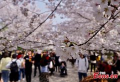 Cherry blossoms in E China's Wuxi attract visitors