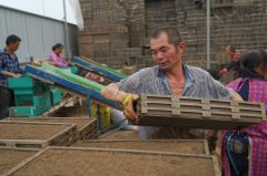 Professional farmers in SW China make spring farming intelligent