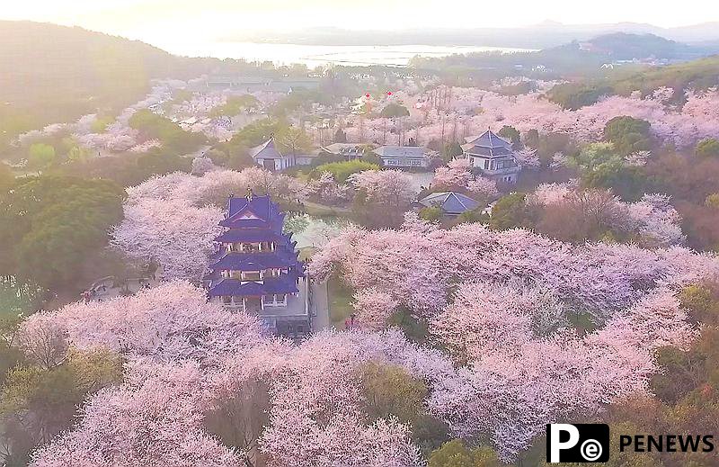 Stunning view of cherry blossoms in E China