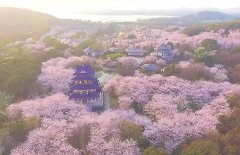 Stunning view of cherry blossoms in E China's Wuxi draws crowds of visitors