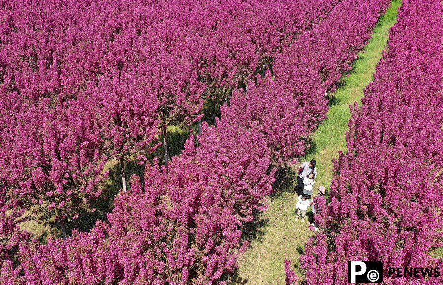 Rural tourism rebounds in China with more packages, services during Qingming holiday