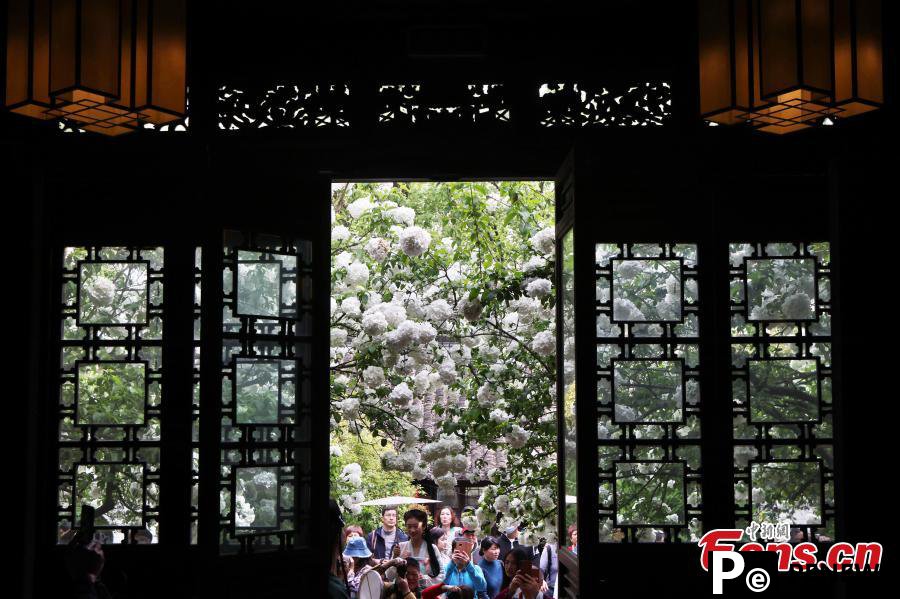 Blooming hydrangeas flowers attract visitors to Nanjing