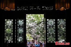 Blooming hydrangeas flowers attract visitors to Nanjing