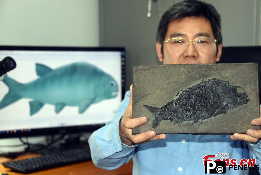Chinese scientists discover neopterygian fish fossil 244 mln-year ago