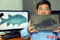 Chinese scientists discover neopterygian fish fossil 244 mln-year ago