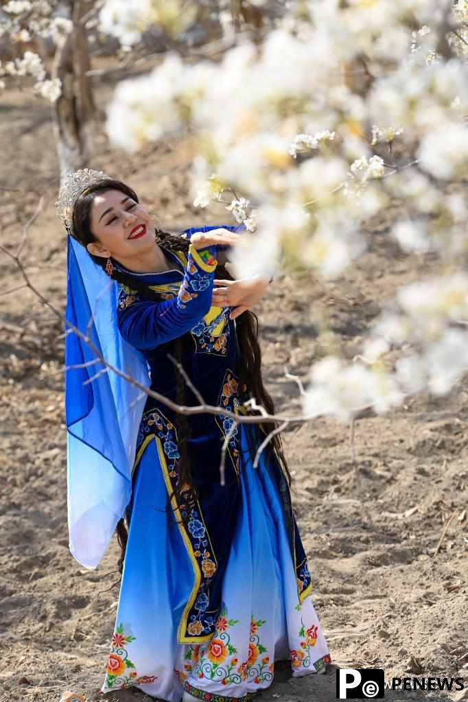 People enjoy blooming pear blossoms in Korla, China