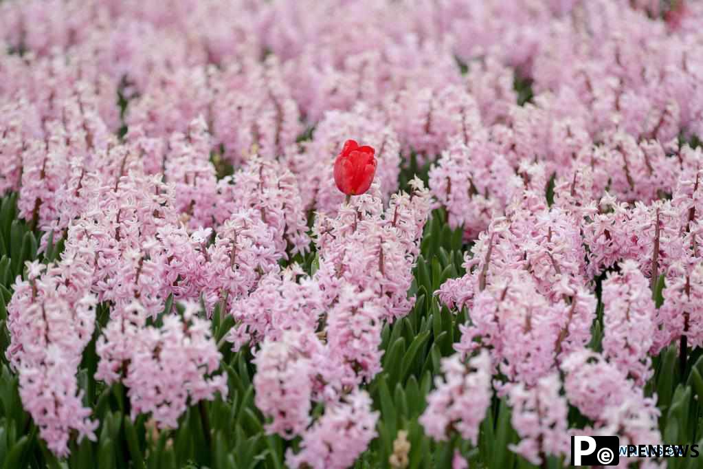 18th edition of international flower exhibition held in Belgium