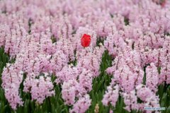 18th edition of international flower exhibition held in Belgium